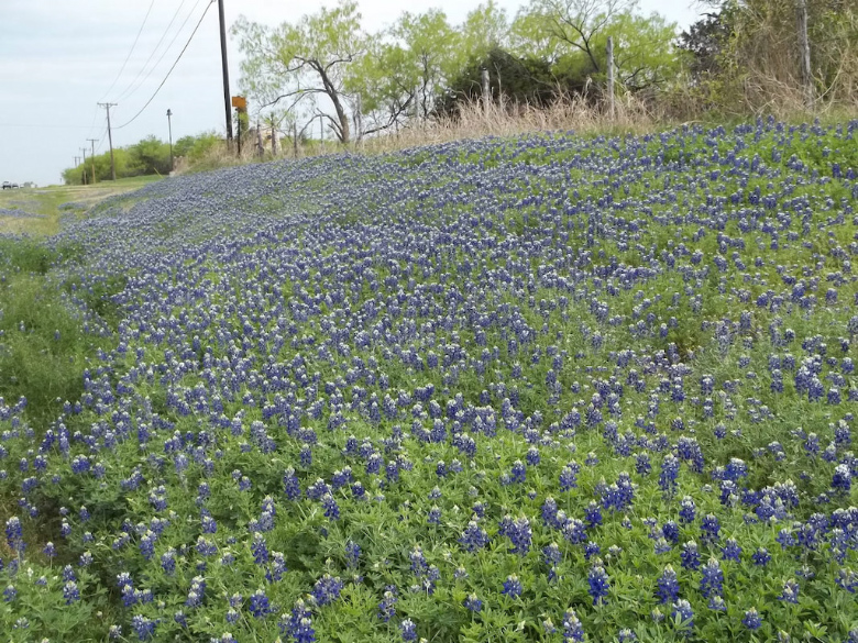 Blue Bonnets, March 2011