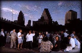 Austing Bat flight