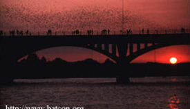 Austing Bat flight