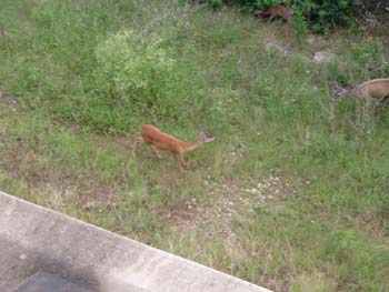 Conference photos,  the Deer at Lakewood Resort
