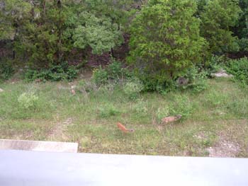 Conference photos, the Lakewood Resort Deer