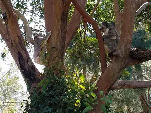 Sydney sights