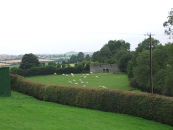 326-sheep-newgrange