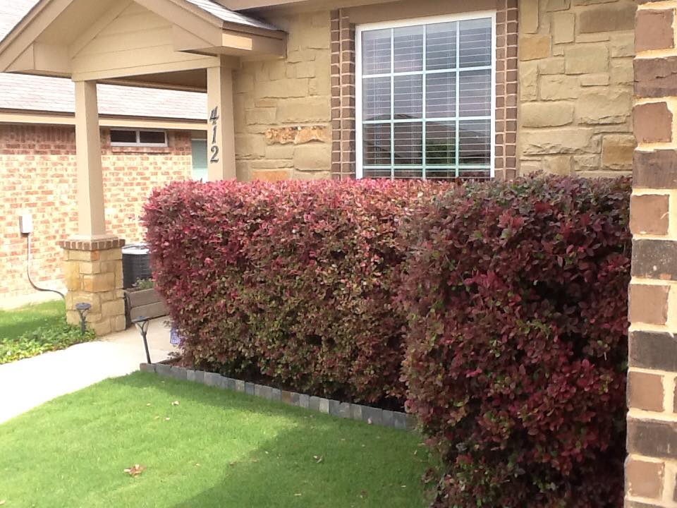 Front yard