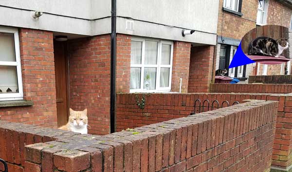 Cats, Limerick
