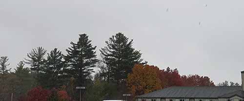 Foliage in CT