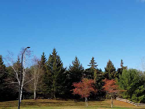 Fall Foliage, VT