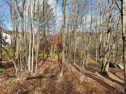 New Hampshire foliage