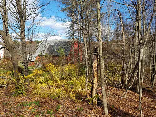 New Hampshire foliage