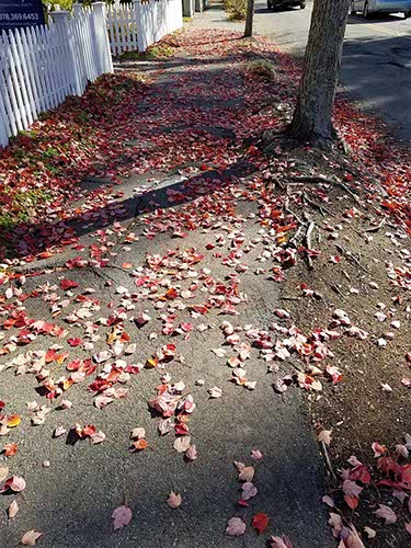 Mass Foliage