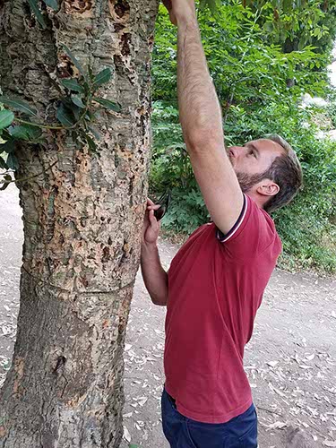 Amigo Fred and a cork tree