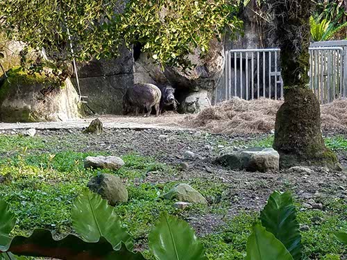 Taipei zoo