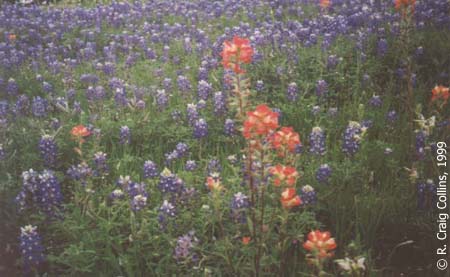 Indian Paintbrush