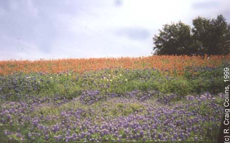 Wild Flowers