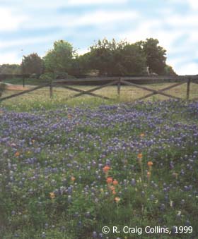 Bluebonnets